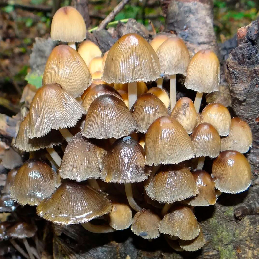 Навозник ивовый (Coprinellus truncorum)
