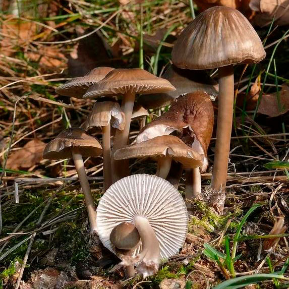 Навозник лесной (Coprinellus silvaticus)