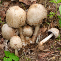Навозник Романьези (Coprinopsis romagnesiana)
