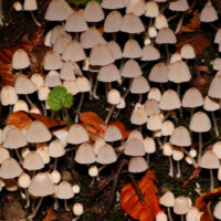 Псатирелла карликовая (Psathyrella pygmaea)