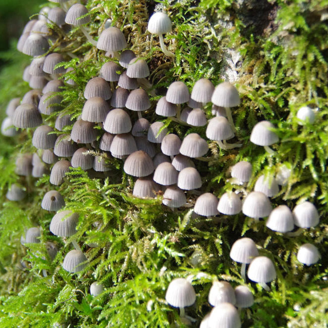 Навозник рассеянный (Coprinellus disseminatus)