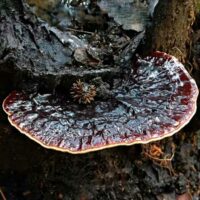 Ганодерма японская (Ganoderma japonicum)