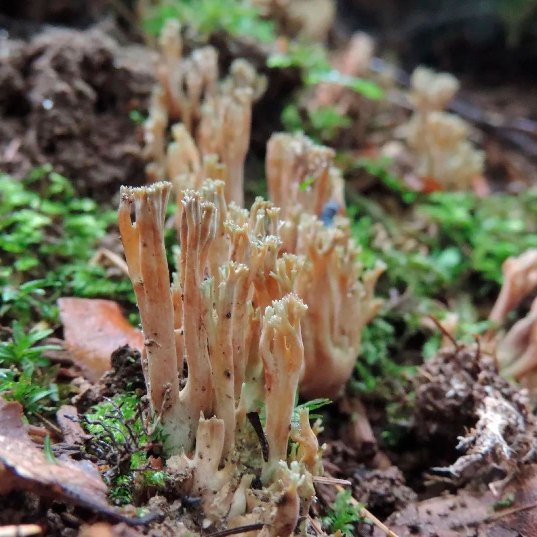 Рамария зеленоватая (Ramaria apiculata)