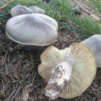Tricholoma saponaceum var. Squamosum