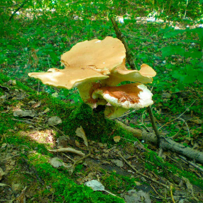 Пилолистник бокаловидный (Lentinus cyathiformis)