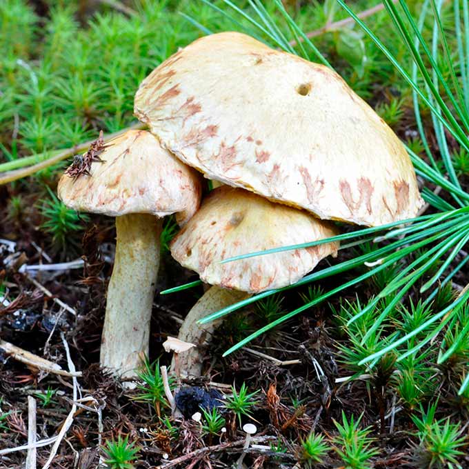 Масленок сибирский (Suillus sibiricus)