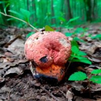 Боровик пурпурный (Boletus purpureus)