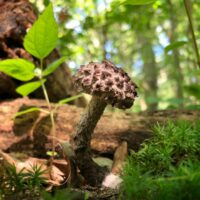 Strobilomyces confusus