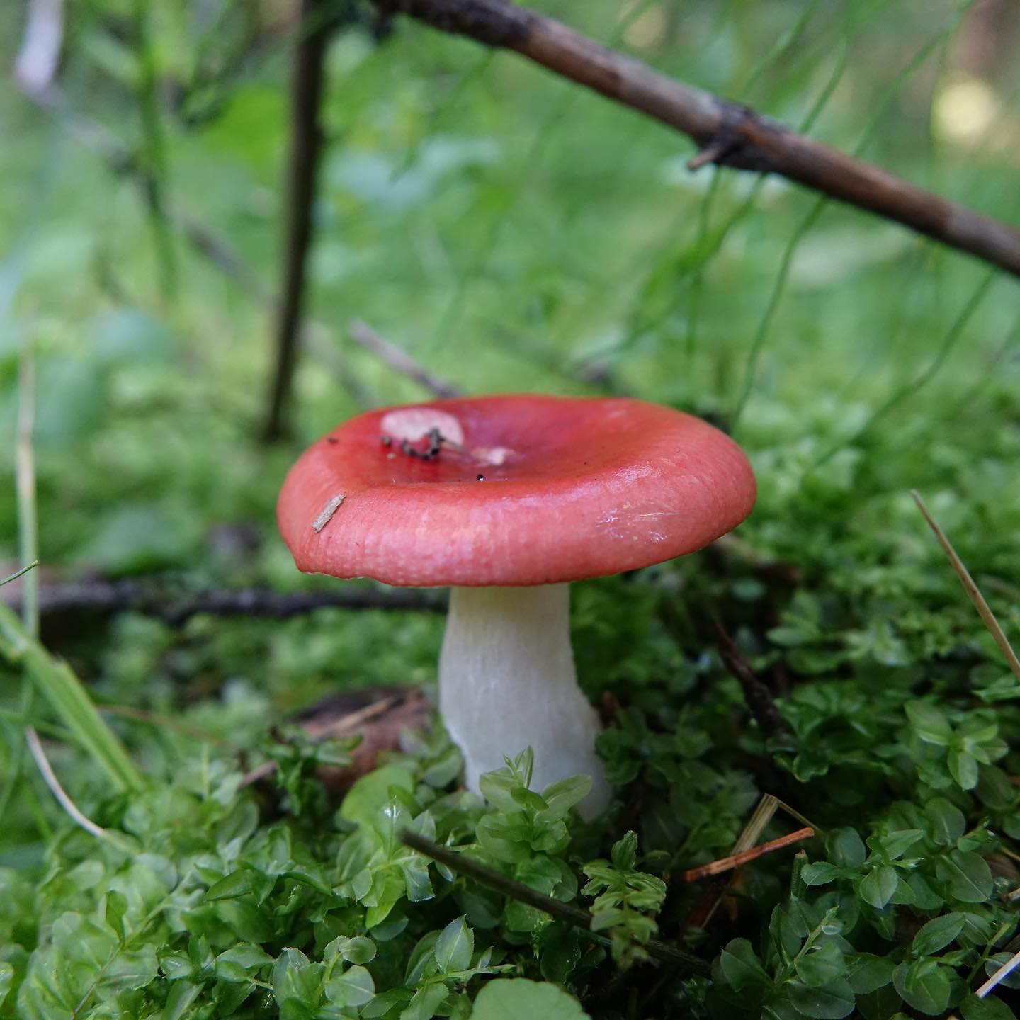Сыроежка сероватая (R. grisescens) 