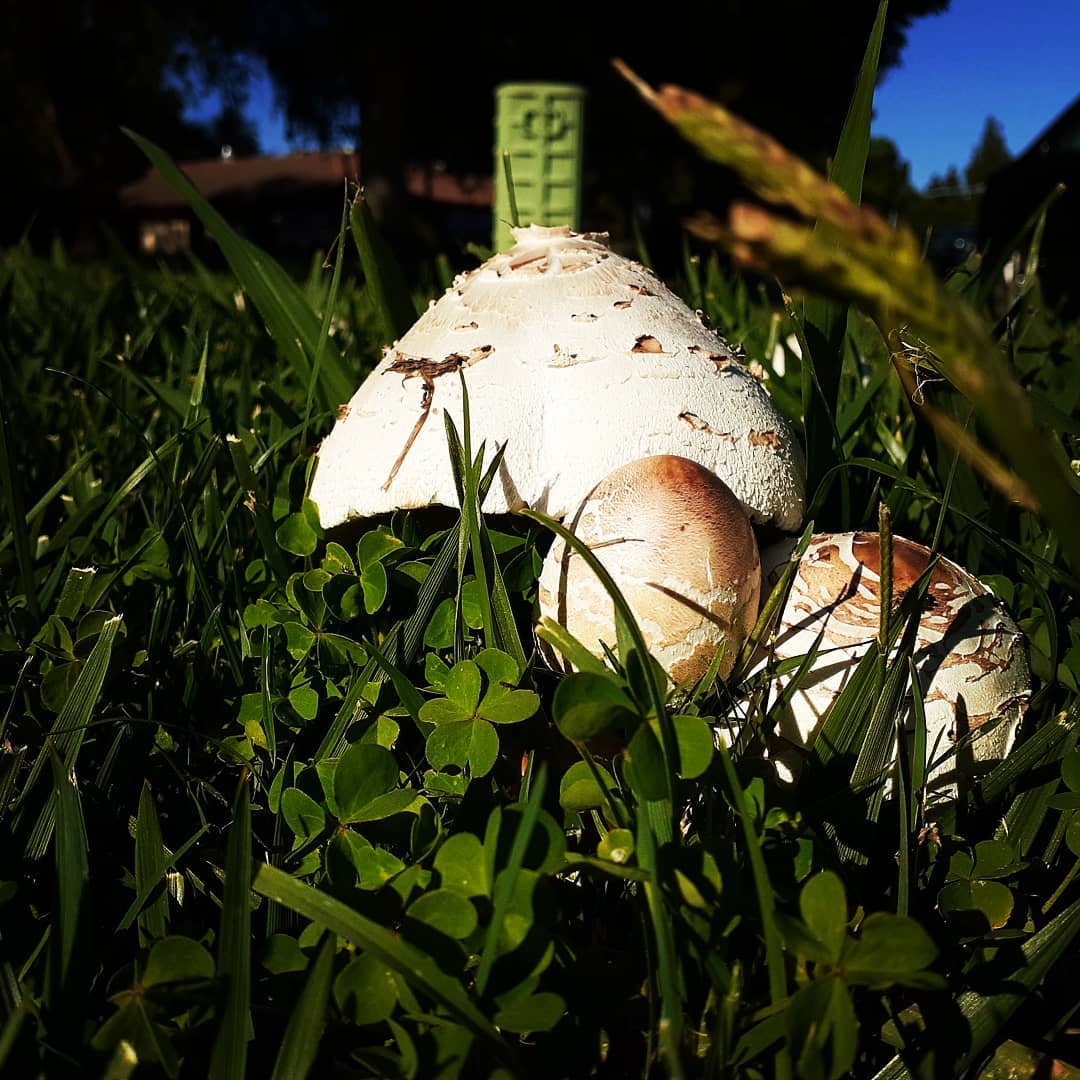Шампиньон калифорнийский (Agaricus californicus)