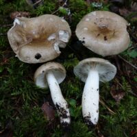 Сыроежка родственная (Russula consobrina)