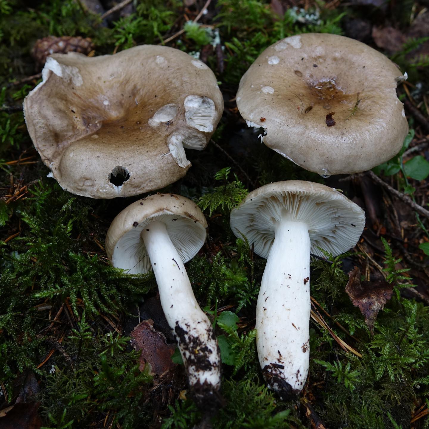 Сыроежка родственная (Russula consobrina)