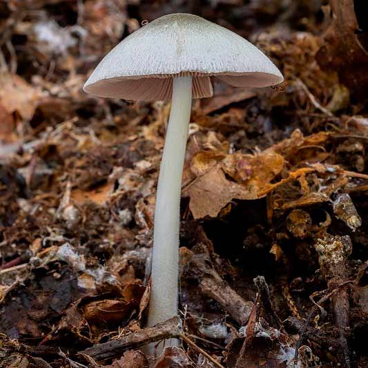 Вольвариелла серо-голубоватая (Volvariella caesiotincta)