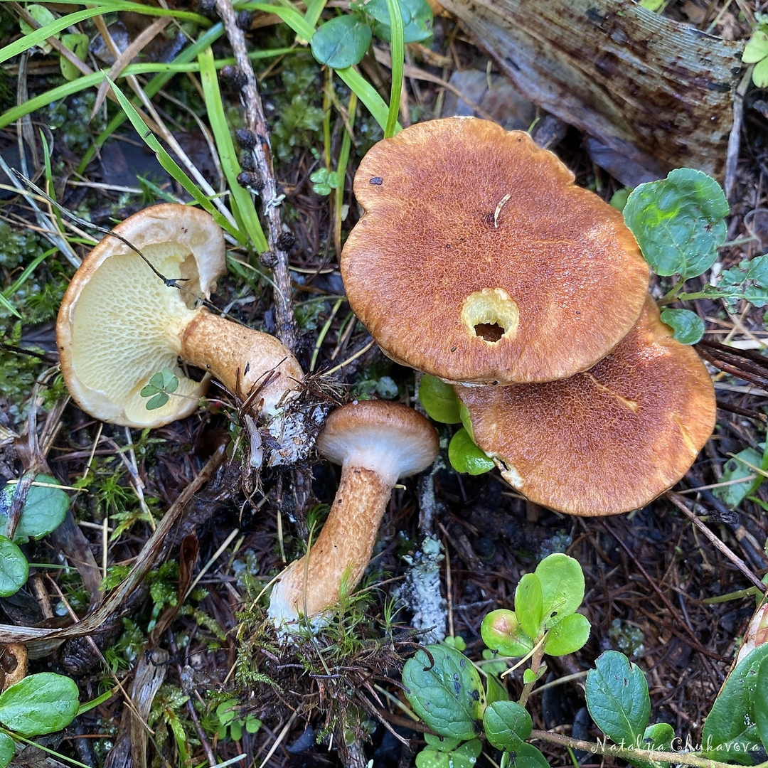 Маслёнок полоножковый (Suillus cavipes)