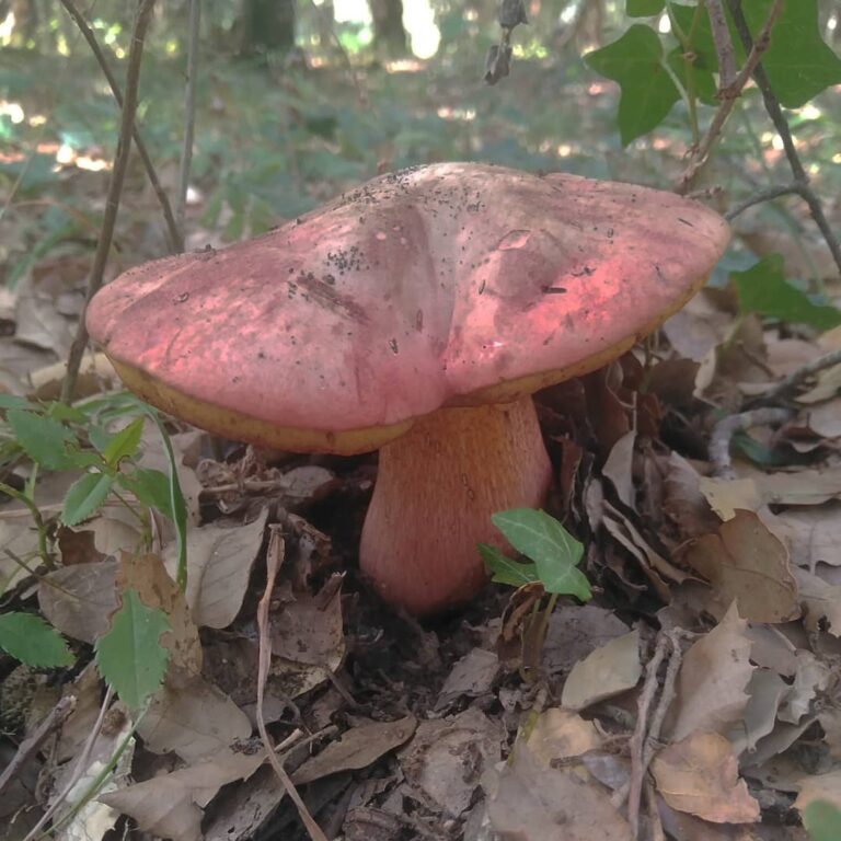 Боровик ле Галь (Rubroboletus legaliae)