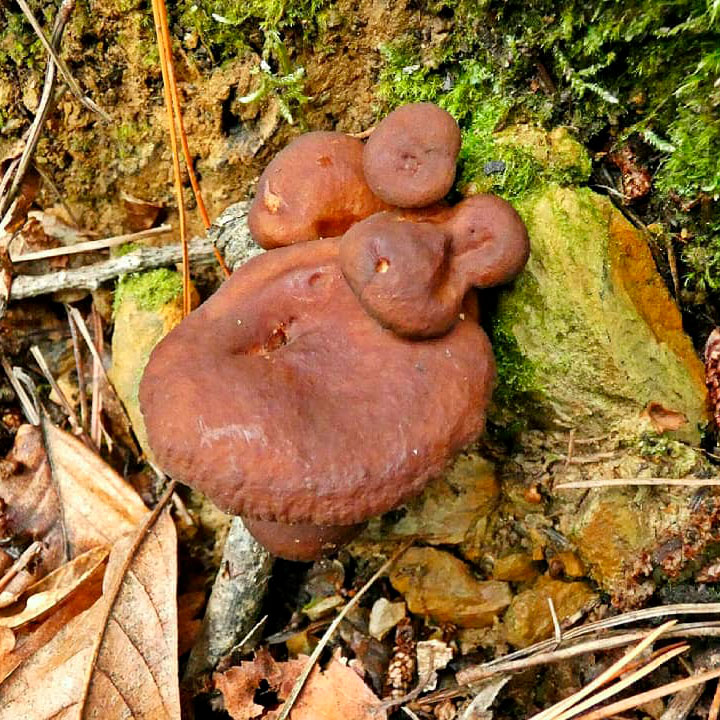 Млечник водянисто-млечный (Lactárius serífluus)