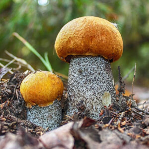 Подосиновик черночешуйчатый (Leccinum atrostipiatum)
