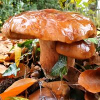 Рядовка опаленная (Tricholoma ustale)
