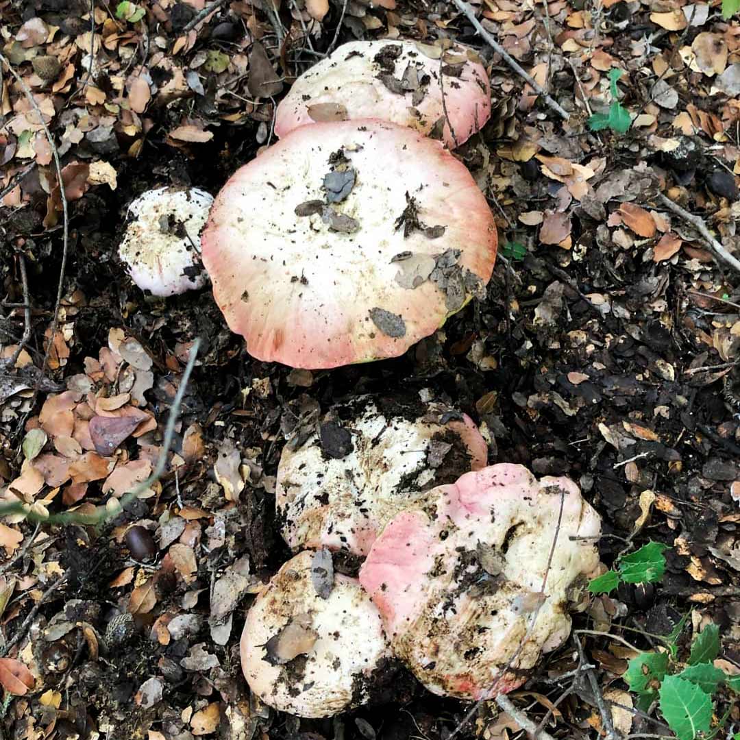 Боровик красивоокрашенный (Rubroboletus pulchrotinctus)