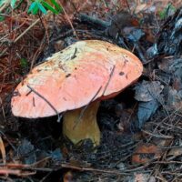 Боровик волчий (Boletus lupinus)