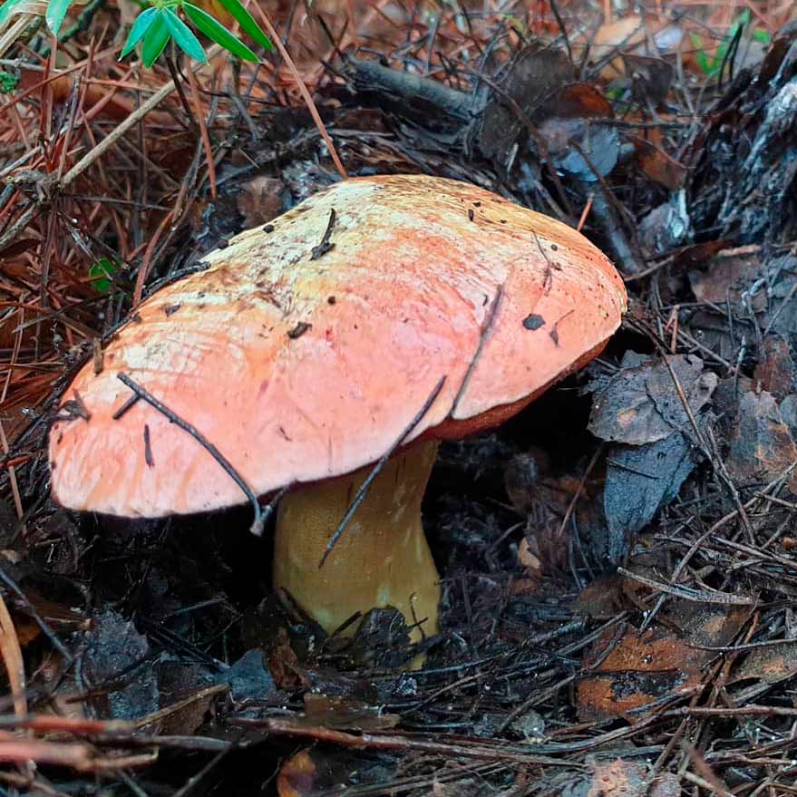 Боровик волчий (Boletus lupinus) 