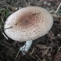 Шампиньон Мёллера (Agaricus moelleri)