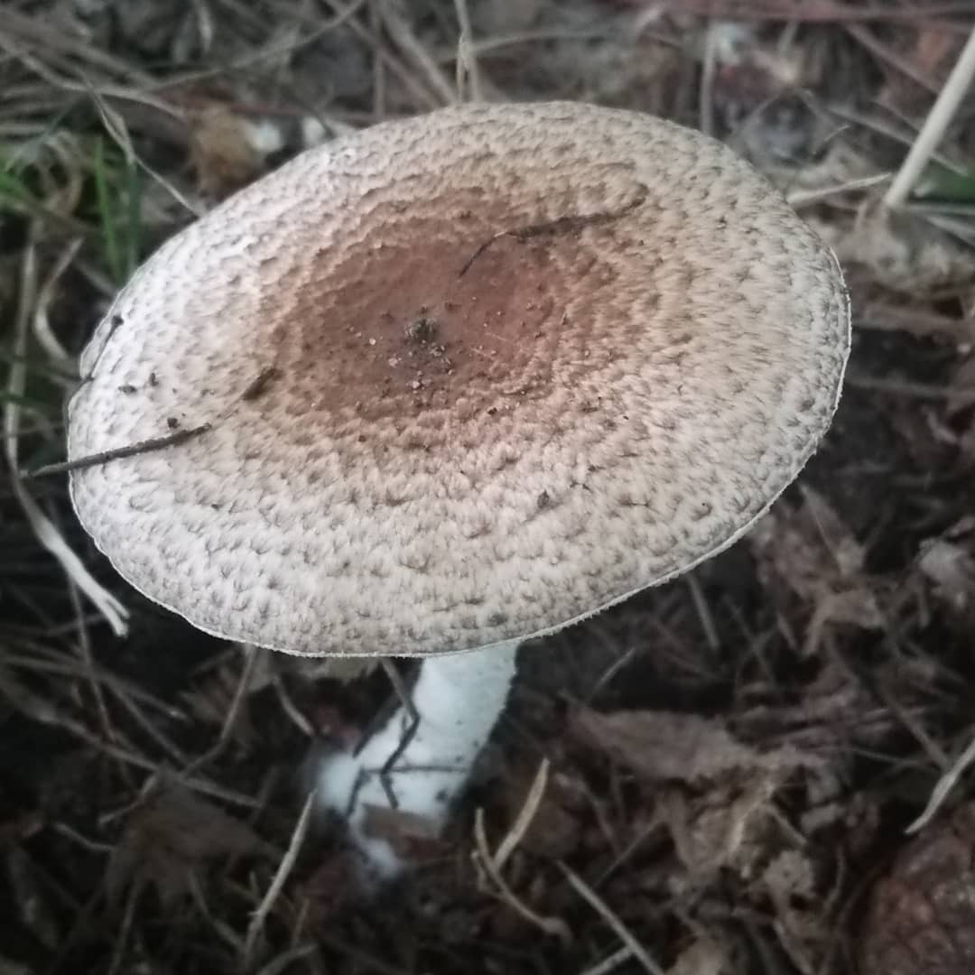 Шампиньон Мёллера (Agaricus moelleri)