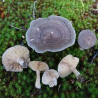 Млечник сосочковый (Lactarius mammosus)