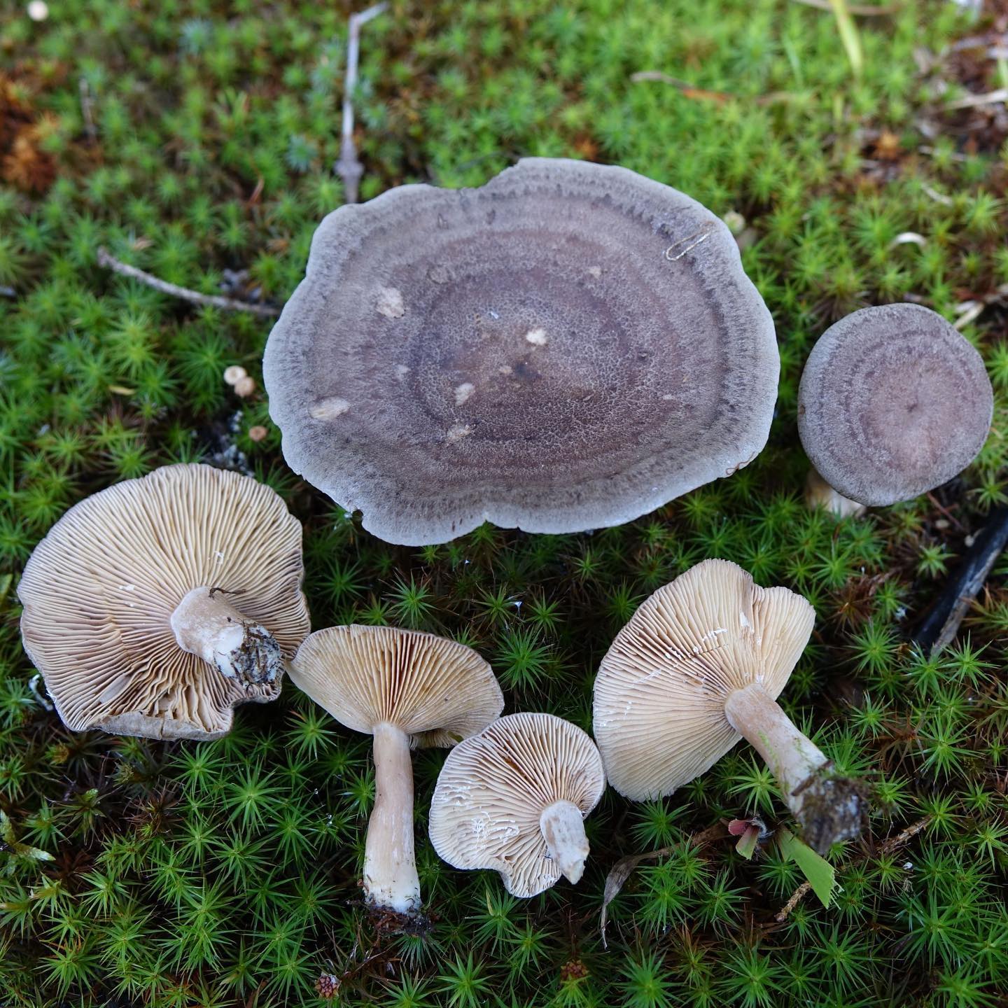 Млечник сосочковый (Lactarius mammosus)