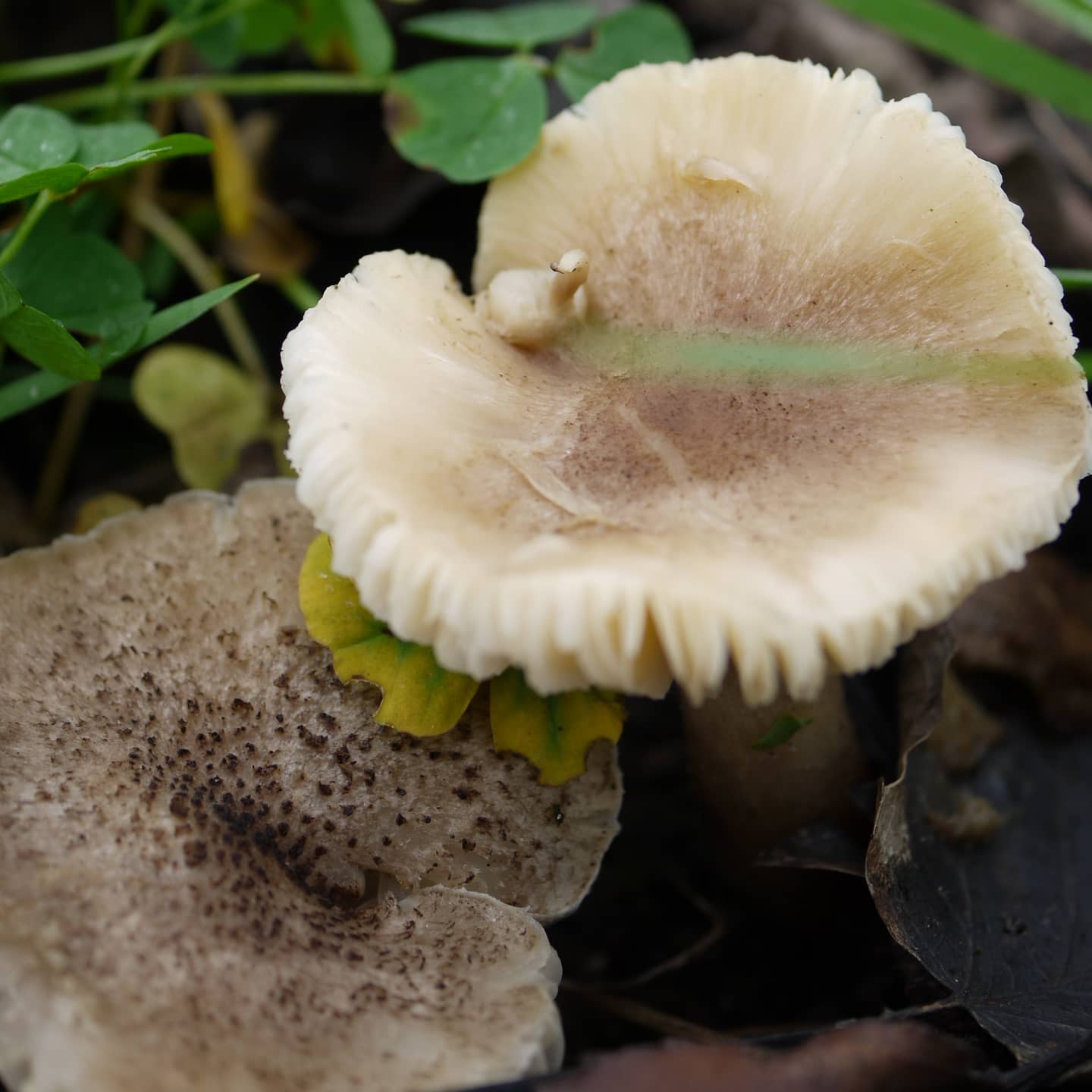 Рядовка серебристо-серая (Tricholoma argyraceum) 