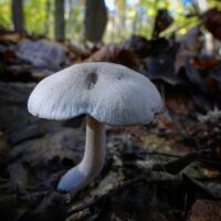 Рядовка печальная (Tricholoma triste)