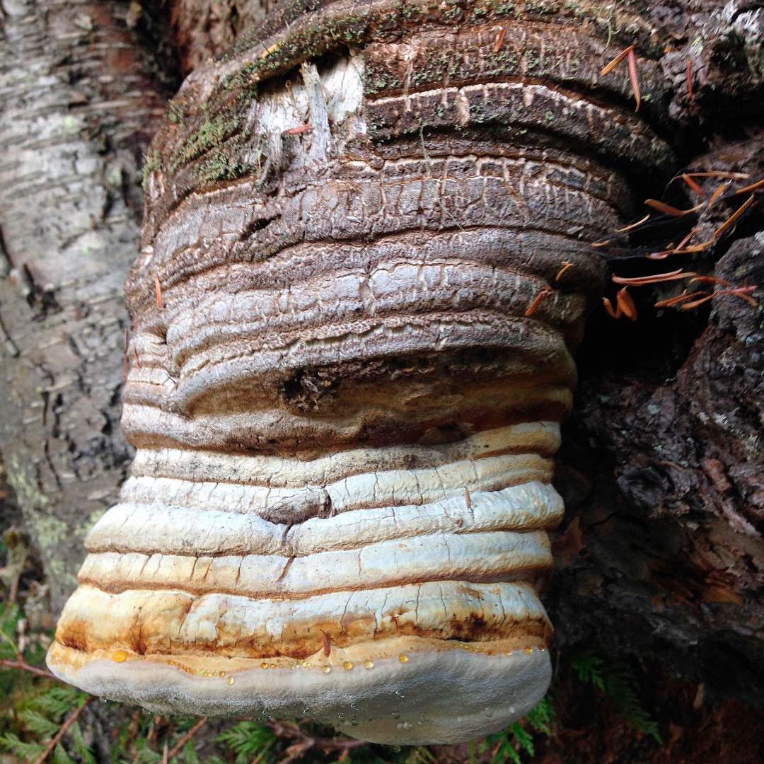 Трутовик лиственничный (Fomitopsis officinalis)