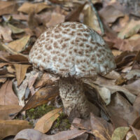 Strobilomyces dryophilus