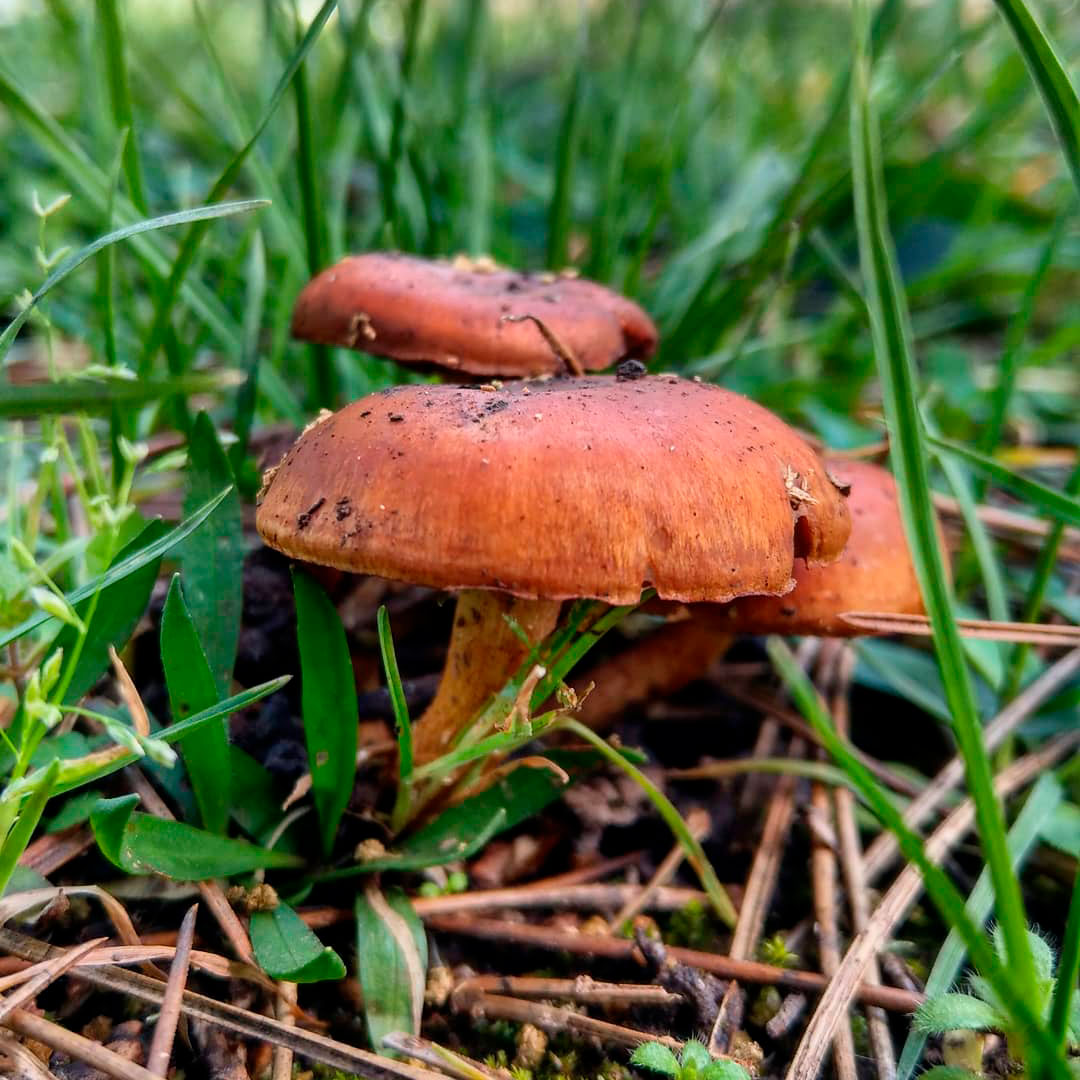 Чешуйчатка гаревая (Pholiota highlandensis)