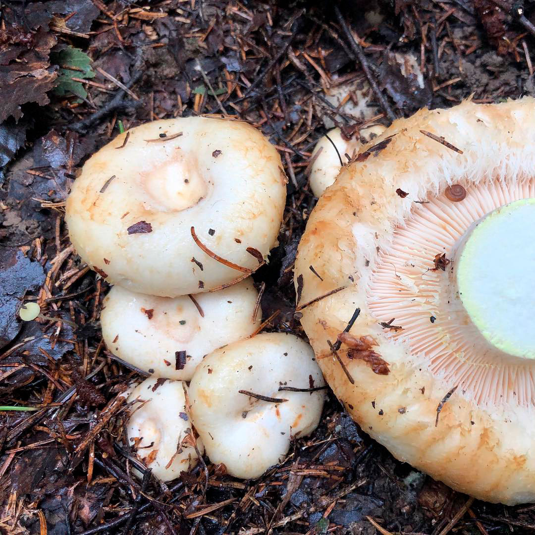 Груздь бахромчатый (Lactarius citriolens) 