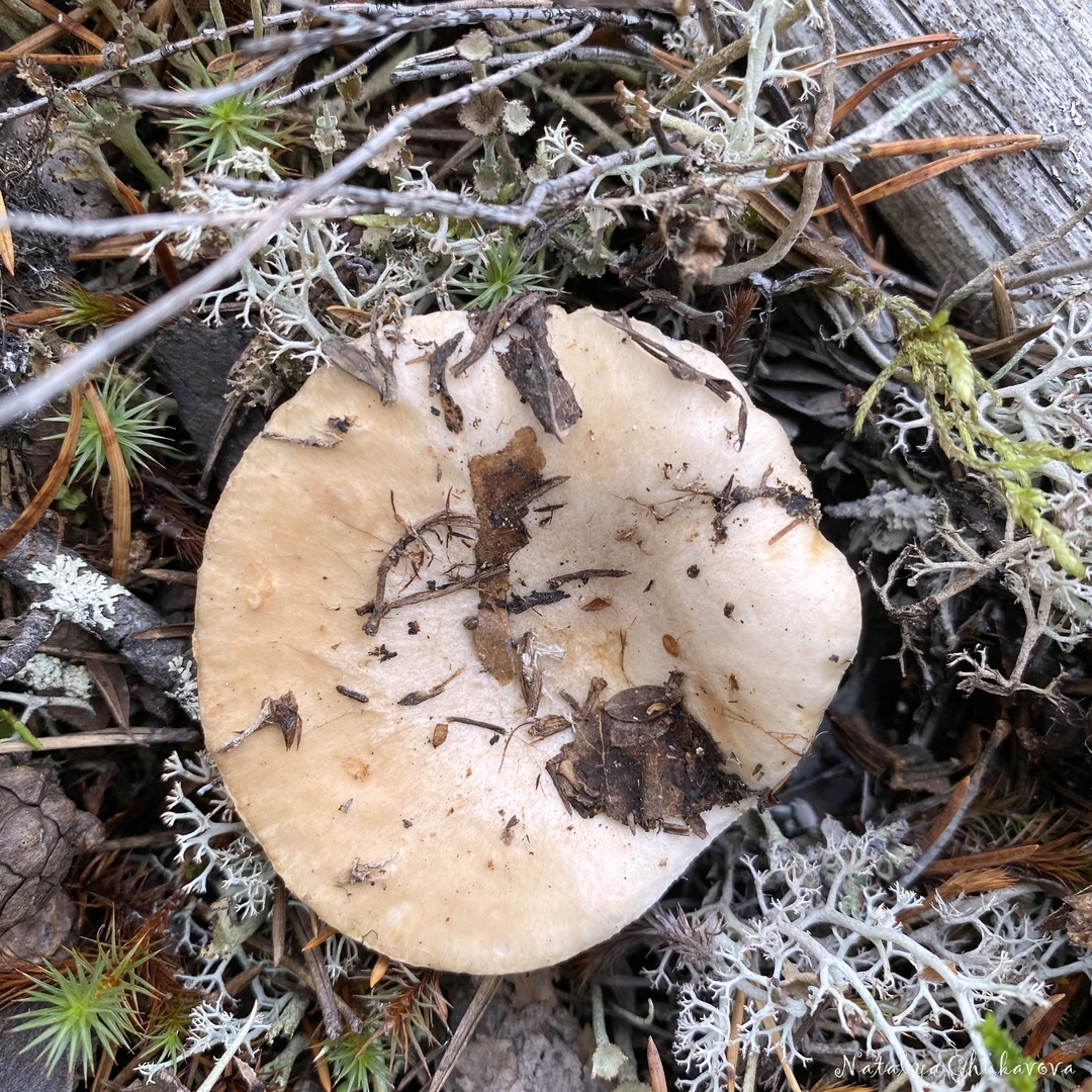 Млечник белый (Lactarius musteus)