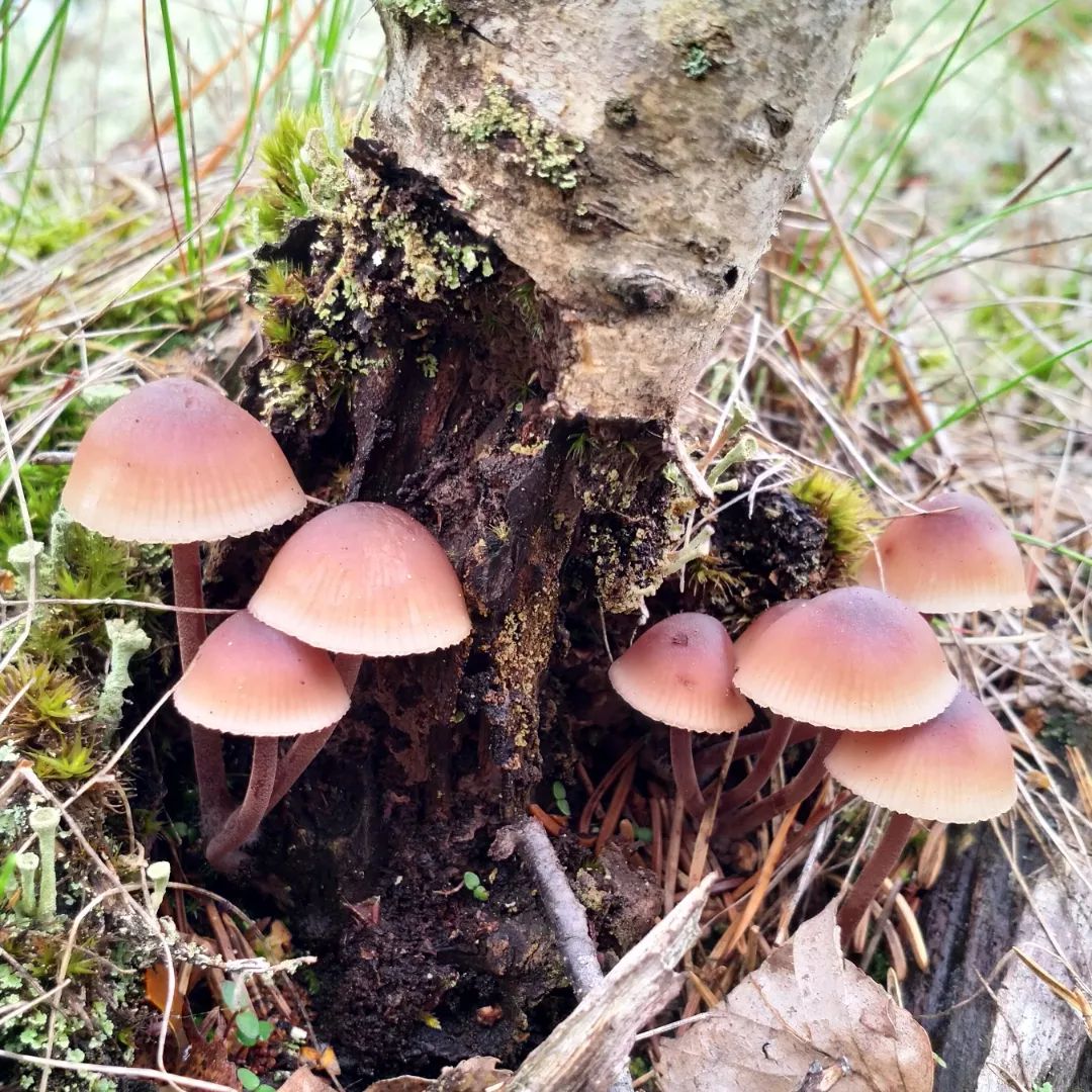 Мицена кровяноножковая (Mycena haematopus)