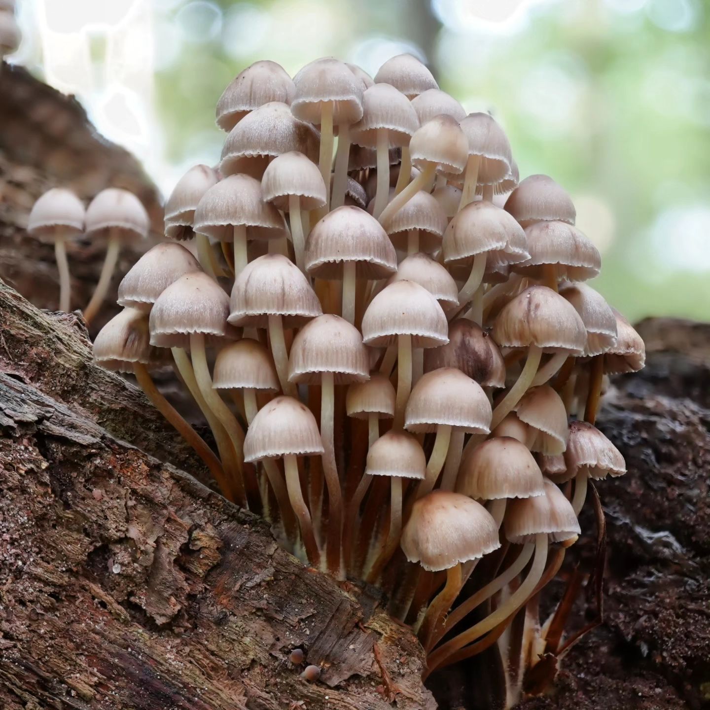 Мицена наклоненная (Mycena inclinata)