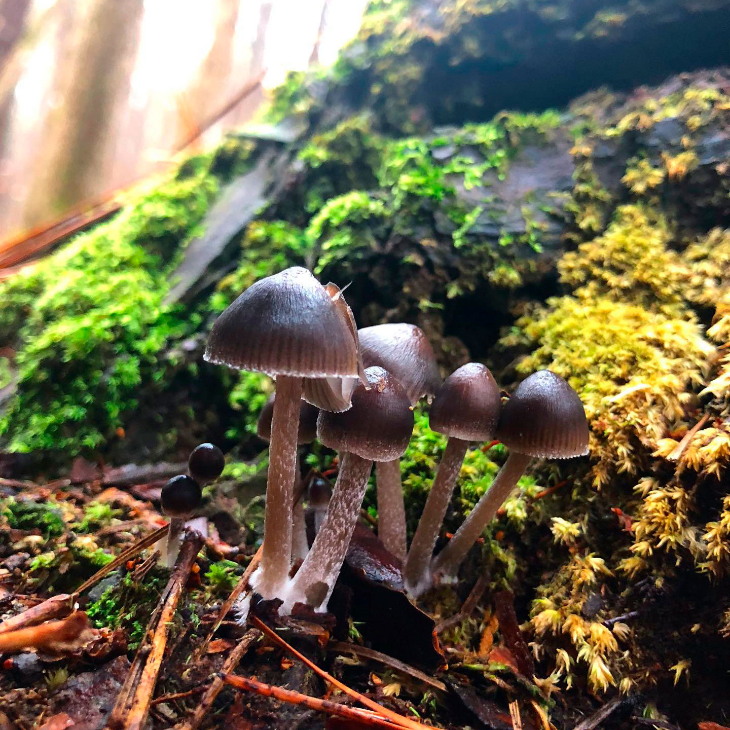 Мицена тонкошляпковая (Mycena leptocephala)