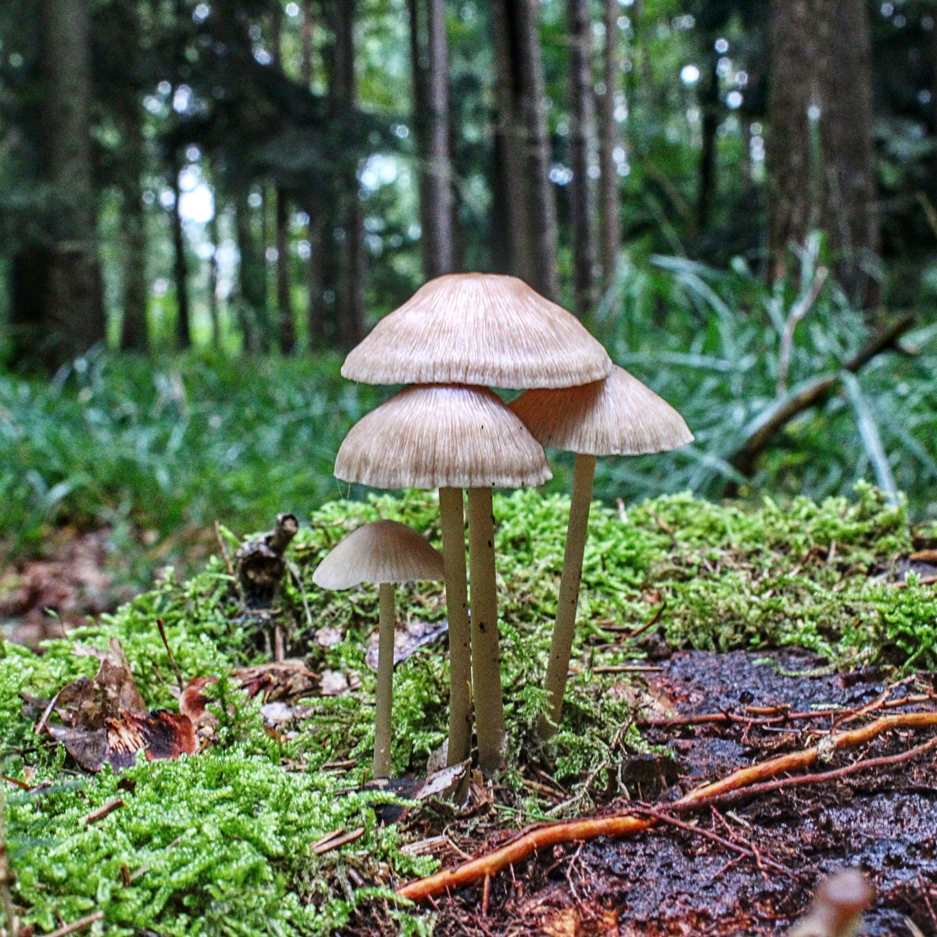 Мицена колпаковидная (Mycena galericulata)