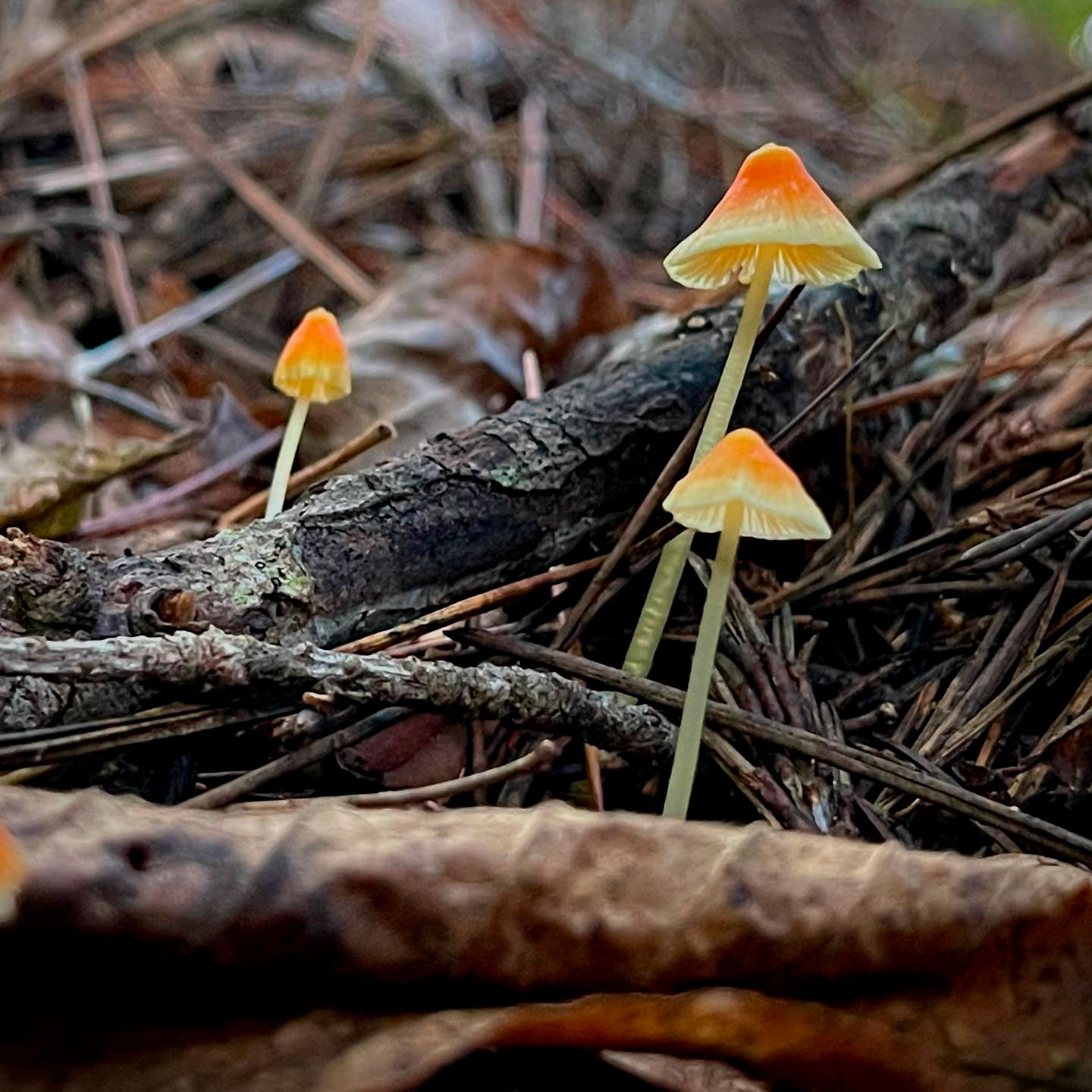 Мицена игловидная (Mycena acicula)