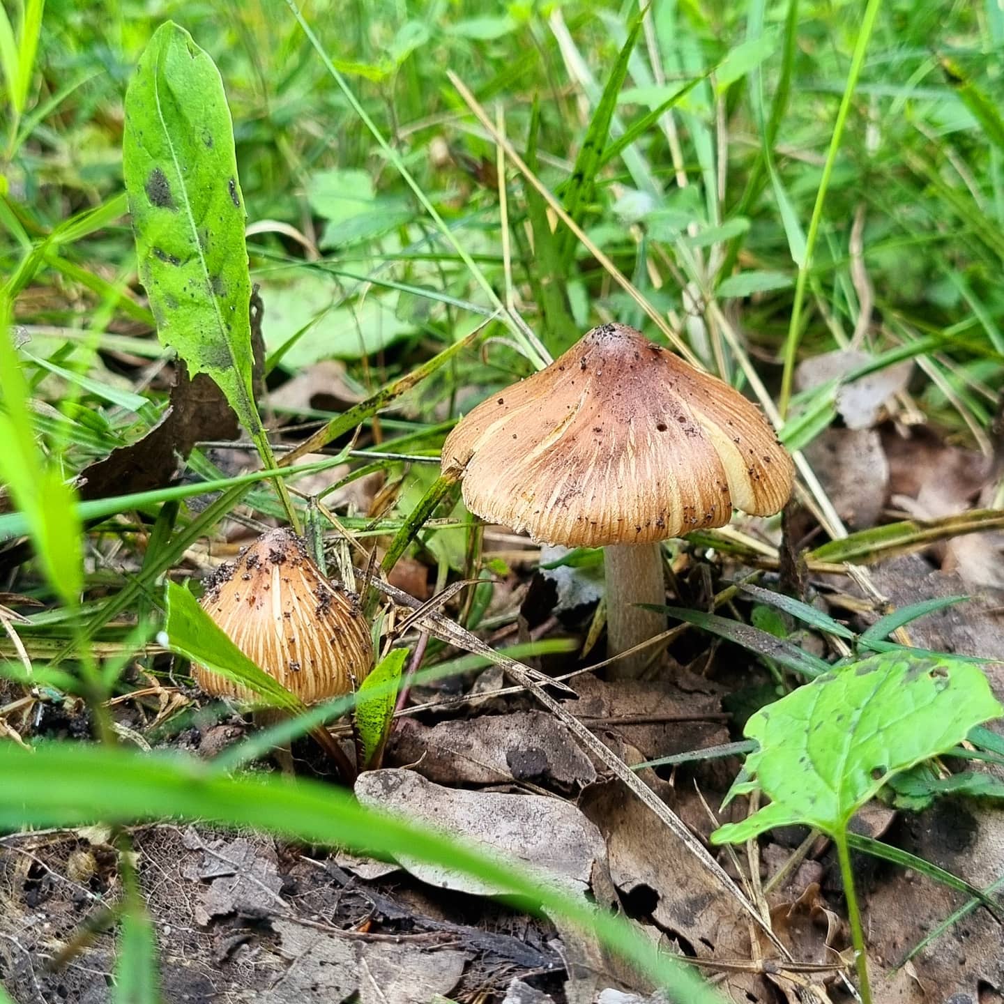 Волоконница трещиноватая (Inocybe rimosa)