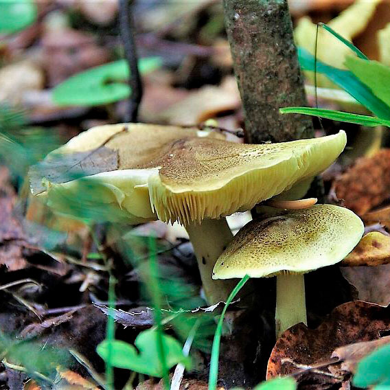 Рядовка осиновая (Tricholoma frondosae)