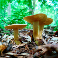 Рядовка серно-желтая (Tricholoma sulphureum)