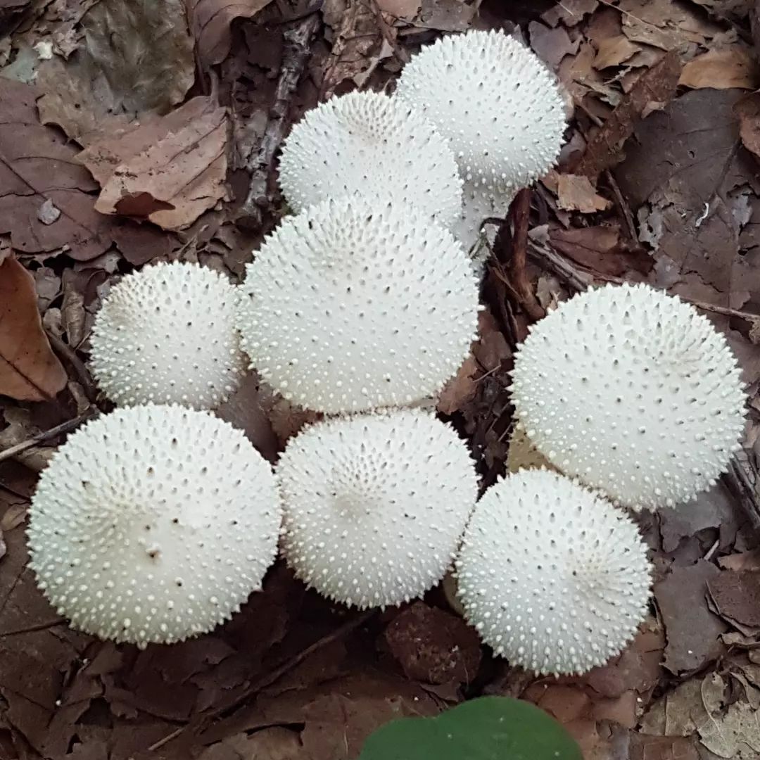 Дождевик жемчужный (Lycoperdon perlatu)