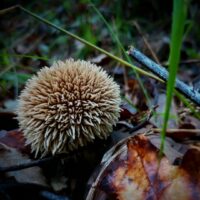 Дождевик ежевидно-колючий (Lycoperdon echinatum)