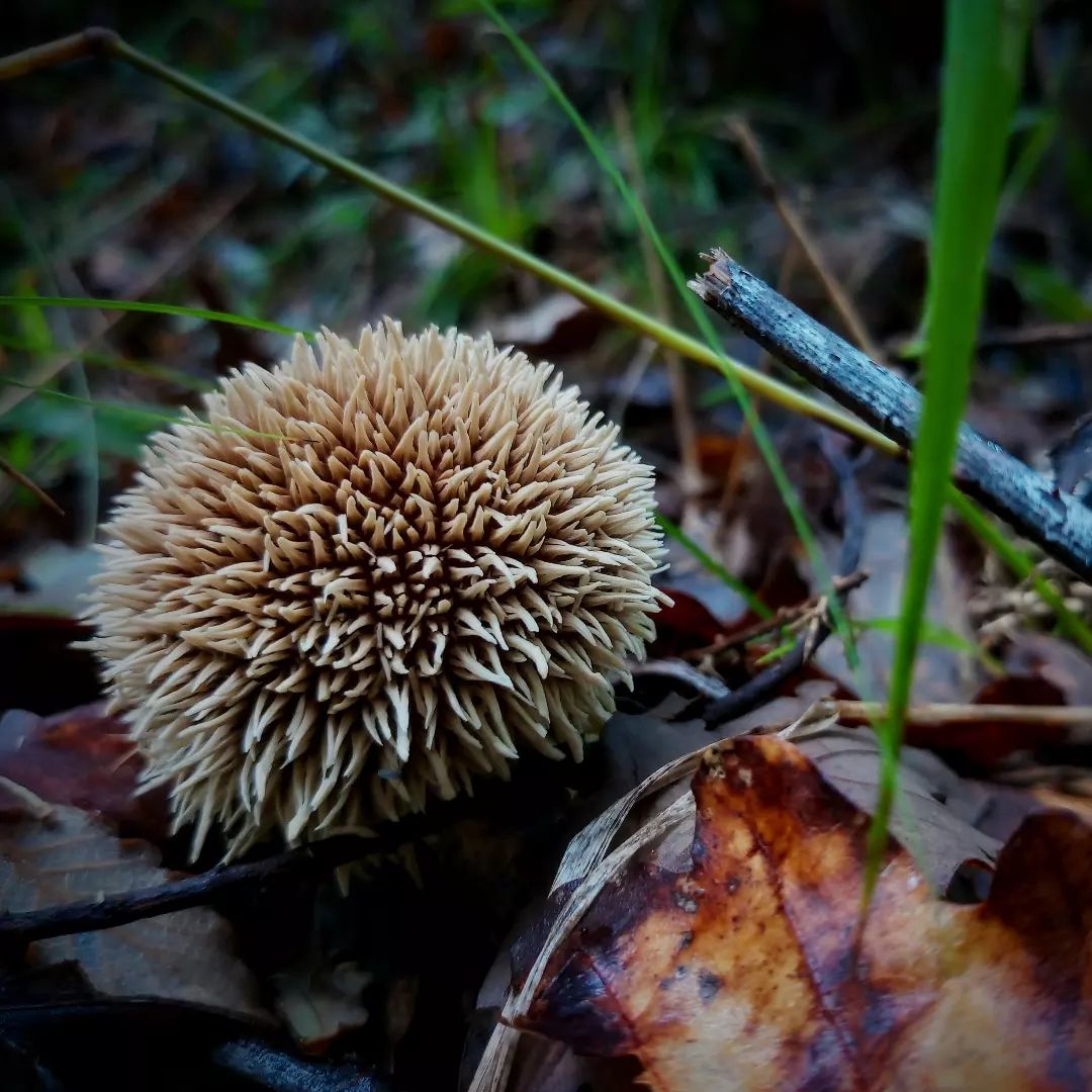 Дождевик ежевидно-колючий (Lycoperdon echinatum)