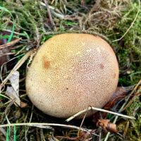Ложнодождевик леопардовый (Scleroderma areolatum)