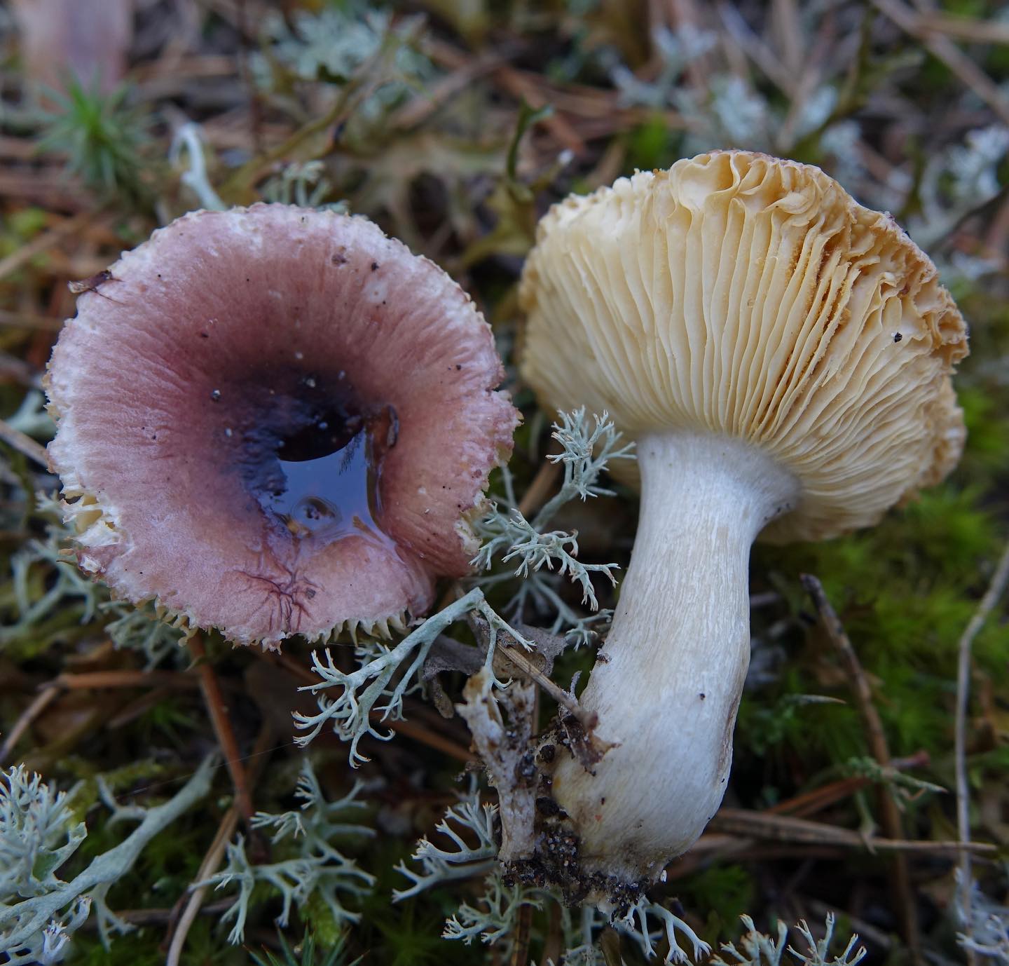 Сыроежка девичья (Russula puellaris)