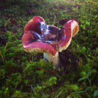 Сыроежка турецкая (Russula turci)